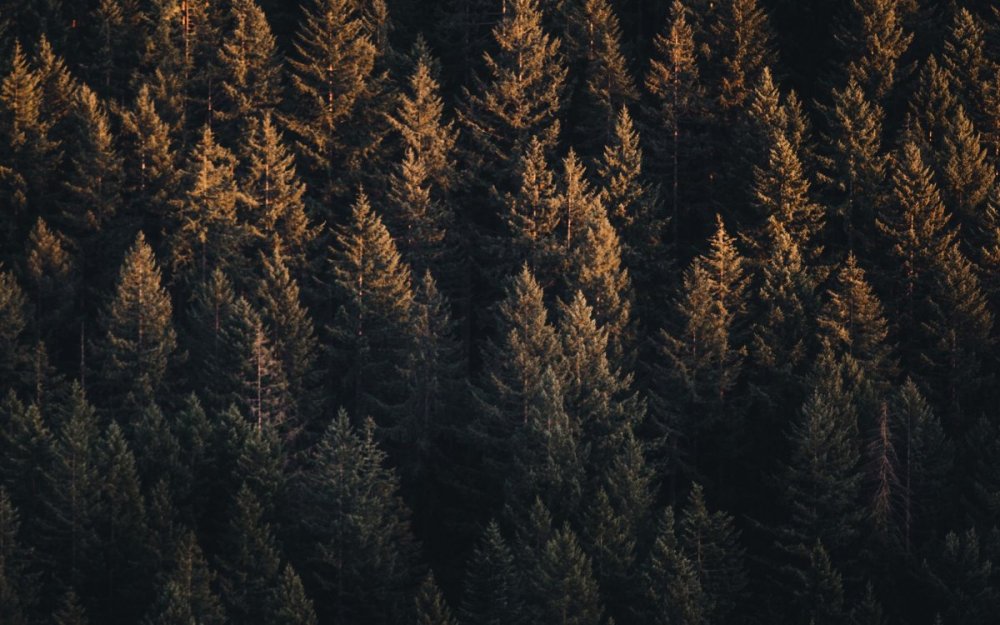 Темный лес вид сверху