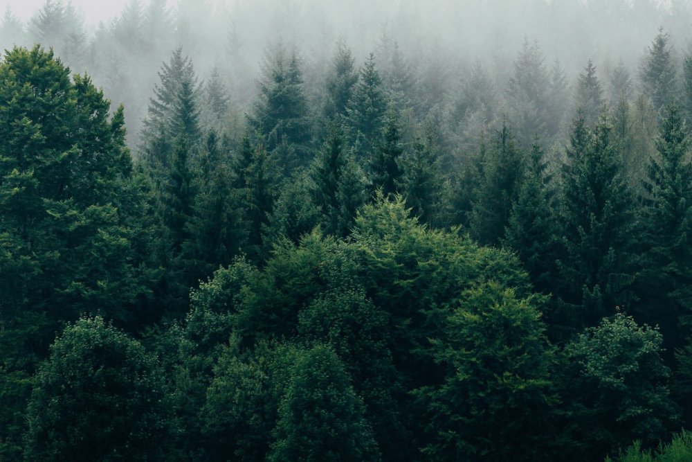 Красивый еловый лес в тумане