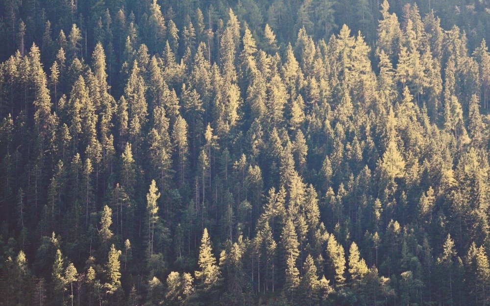 Деревья тайги