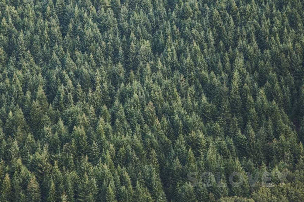 Тайга (хвойные леса) Сыктывкар