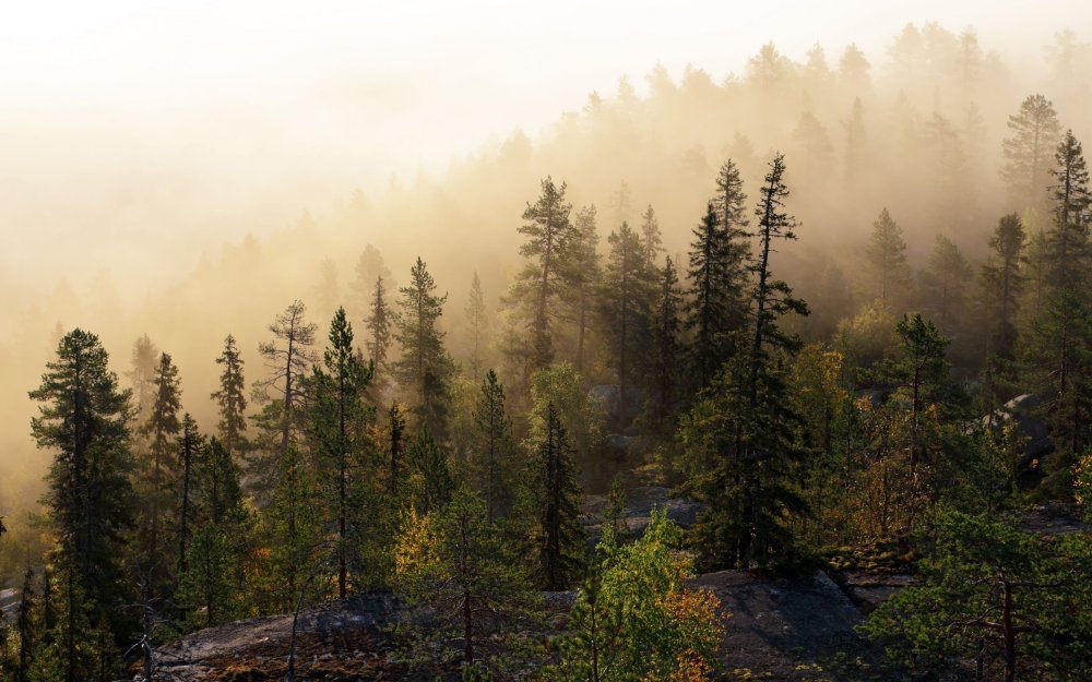 Скандинавия лес Шварцвальд