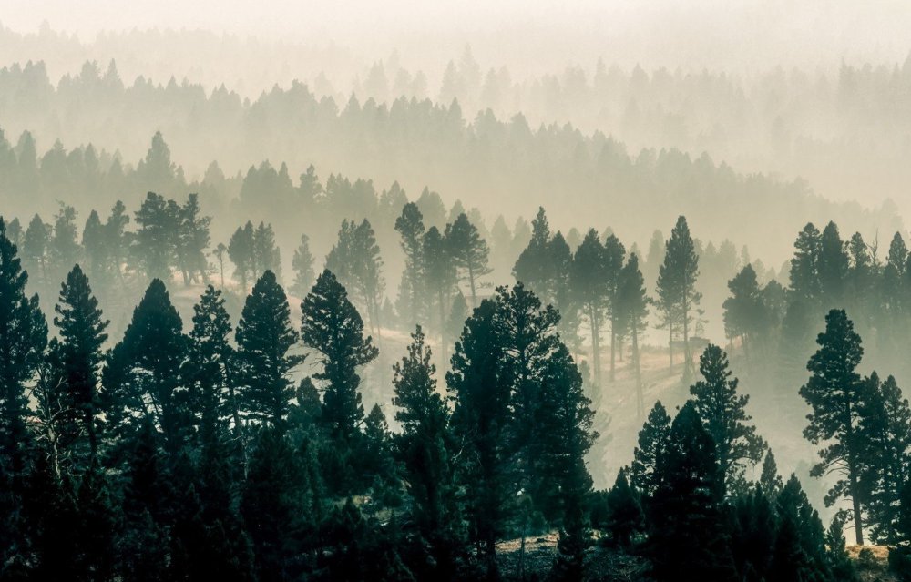 Туманный лес Таганай