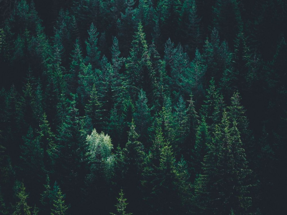 Зеленый хвойный лес