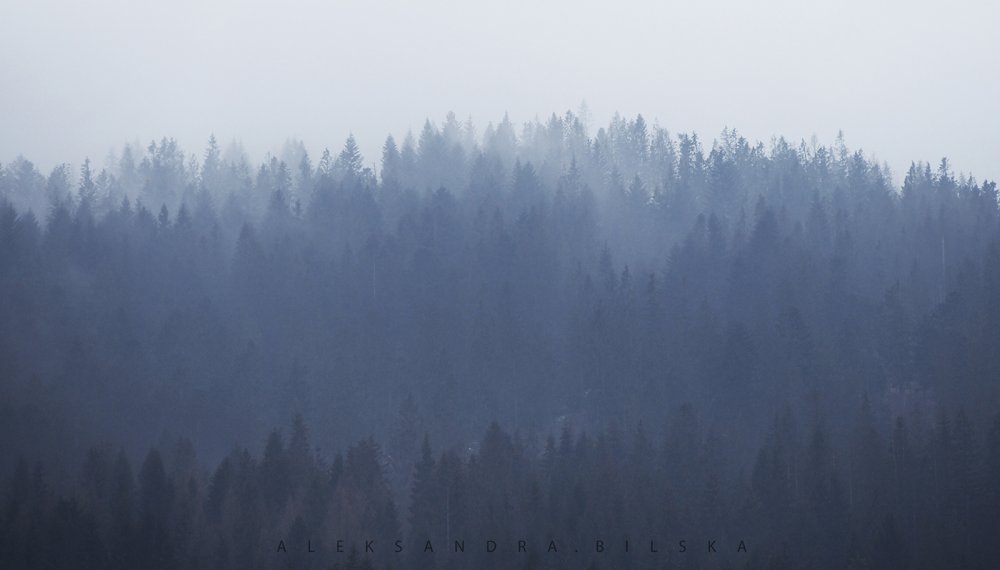 Туманный лес