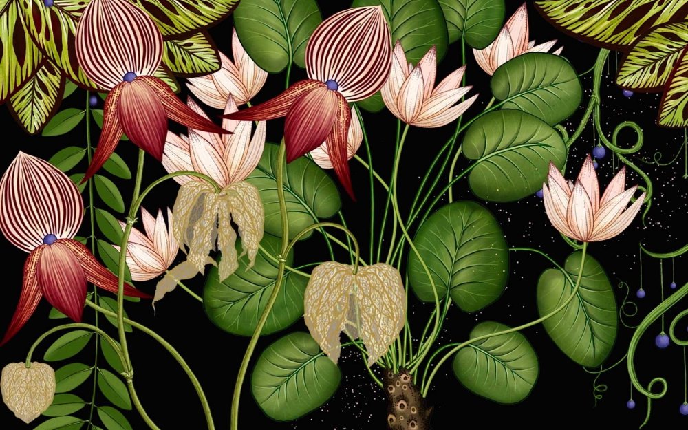 Кэти Скотт Ботаникум