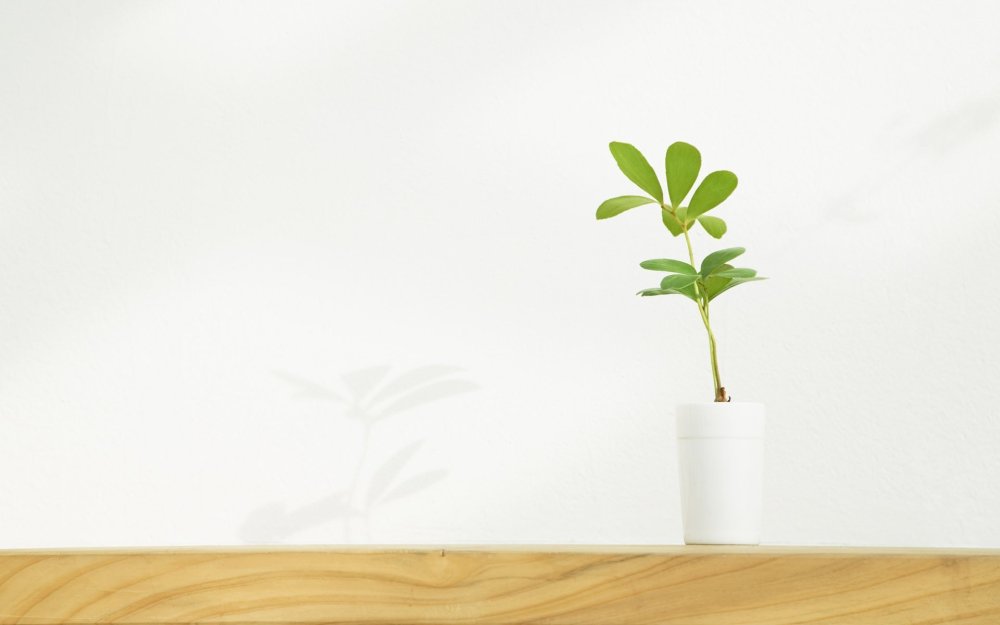 Растения на белом фоне Минимализм