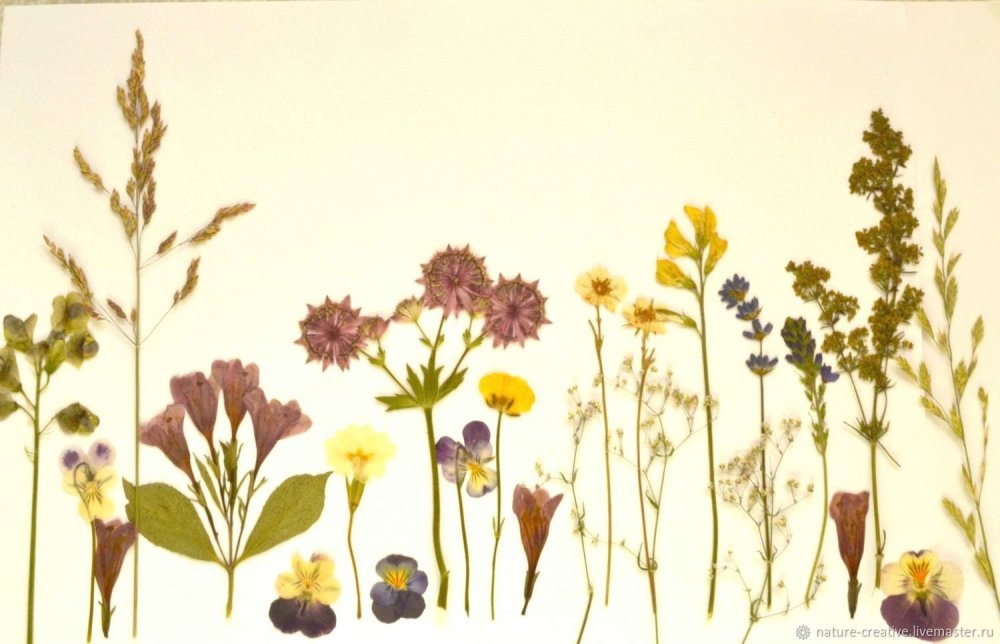 Сухая трава гербарий сухоцветы