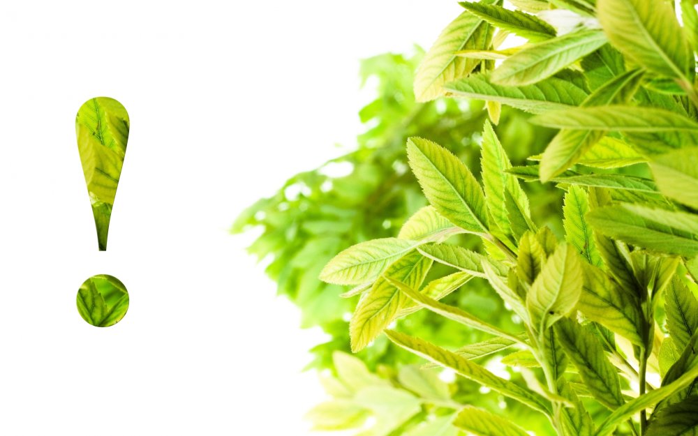 Чайные листья на белом фоне