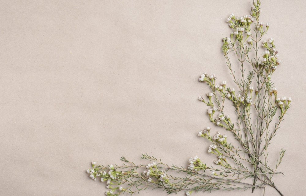 Ботаника фон вектор