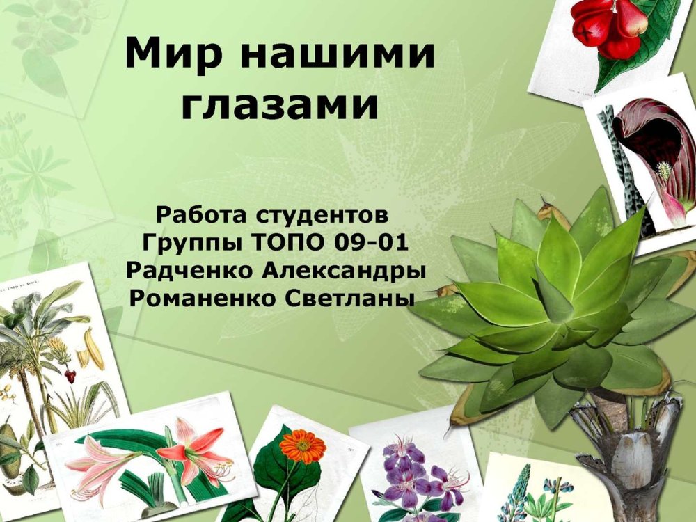 Фон для презентации комнатные растения