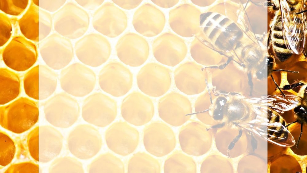 Соты пчелиные