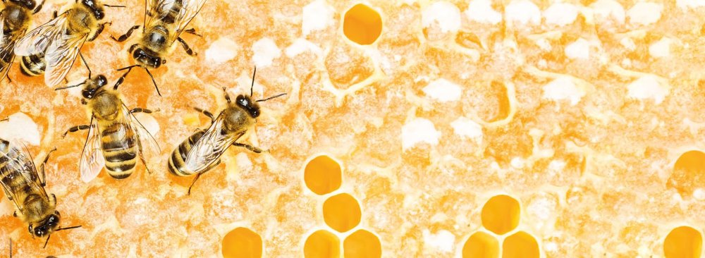 Баннер с пчелами