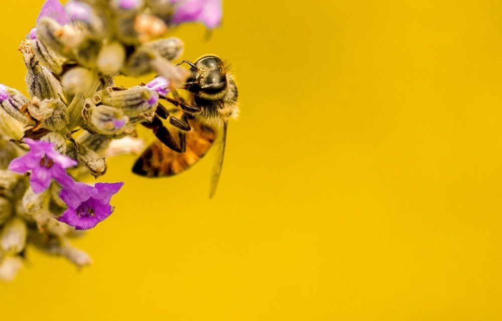 Фон пчелы