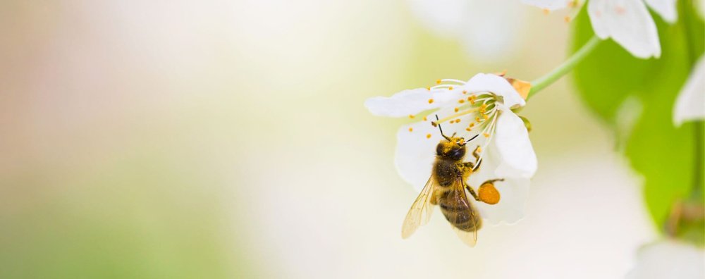 Пчела на цветке светлый фон