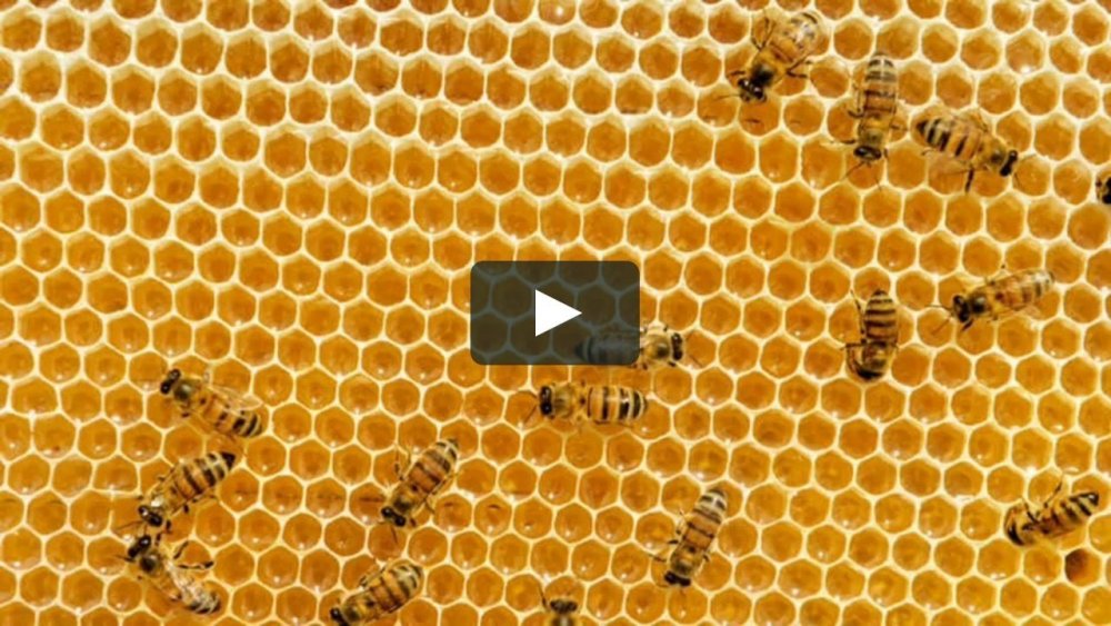 Соты пчелиные фон