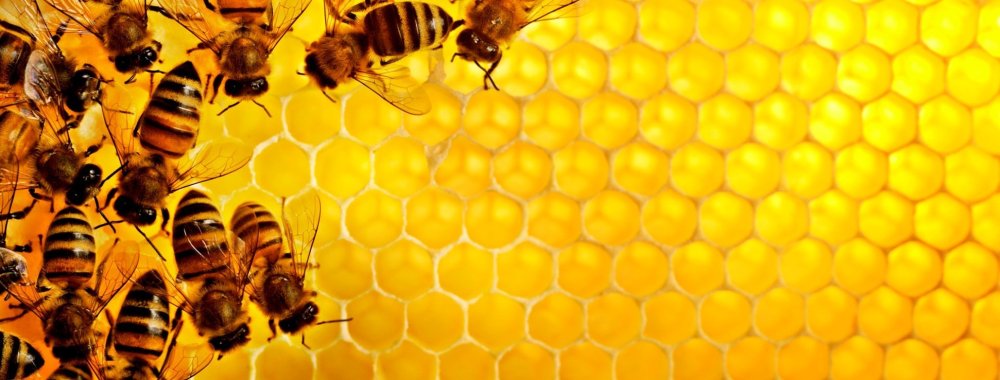 Баннер с пчелами