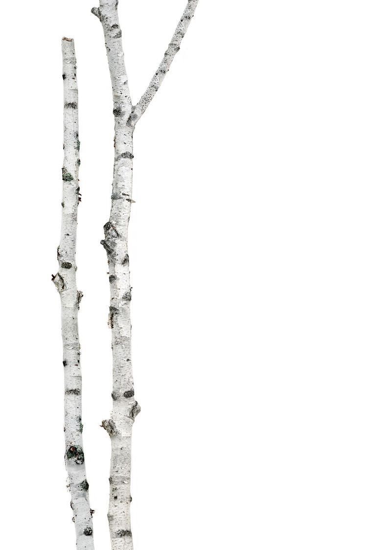 White Birch (белая береза)
