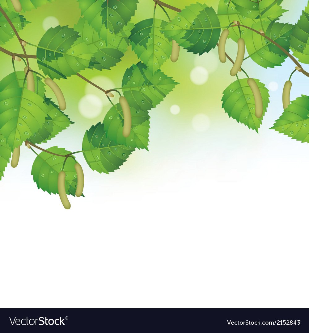 Рамка березовые листья