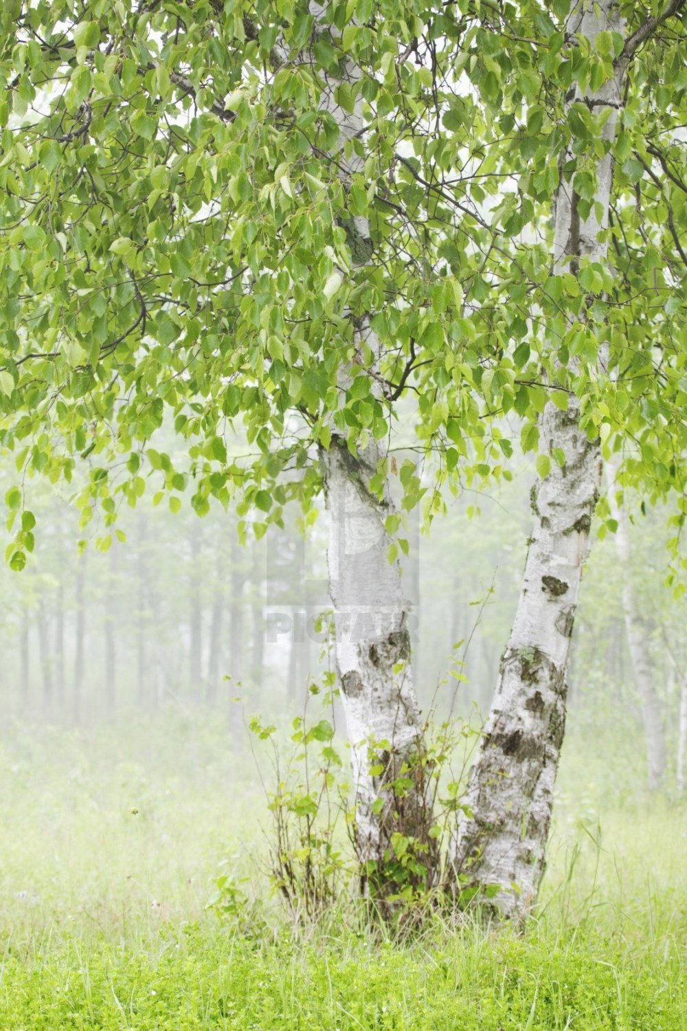 Березовый лес