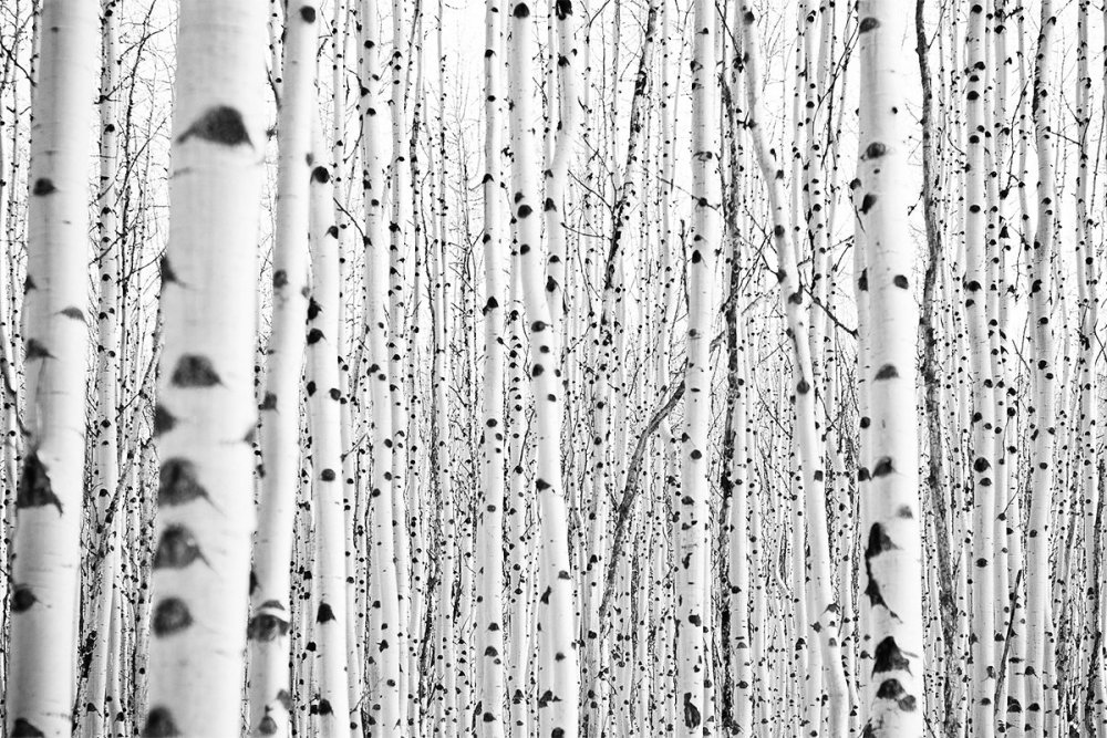 Березовый лес