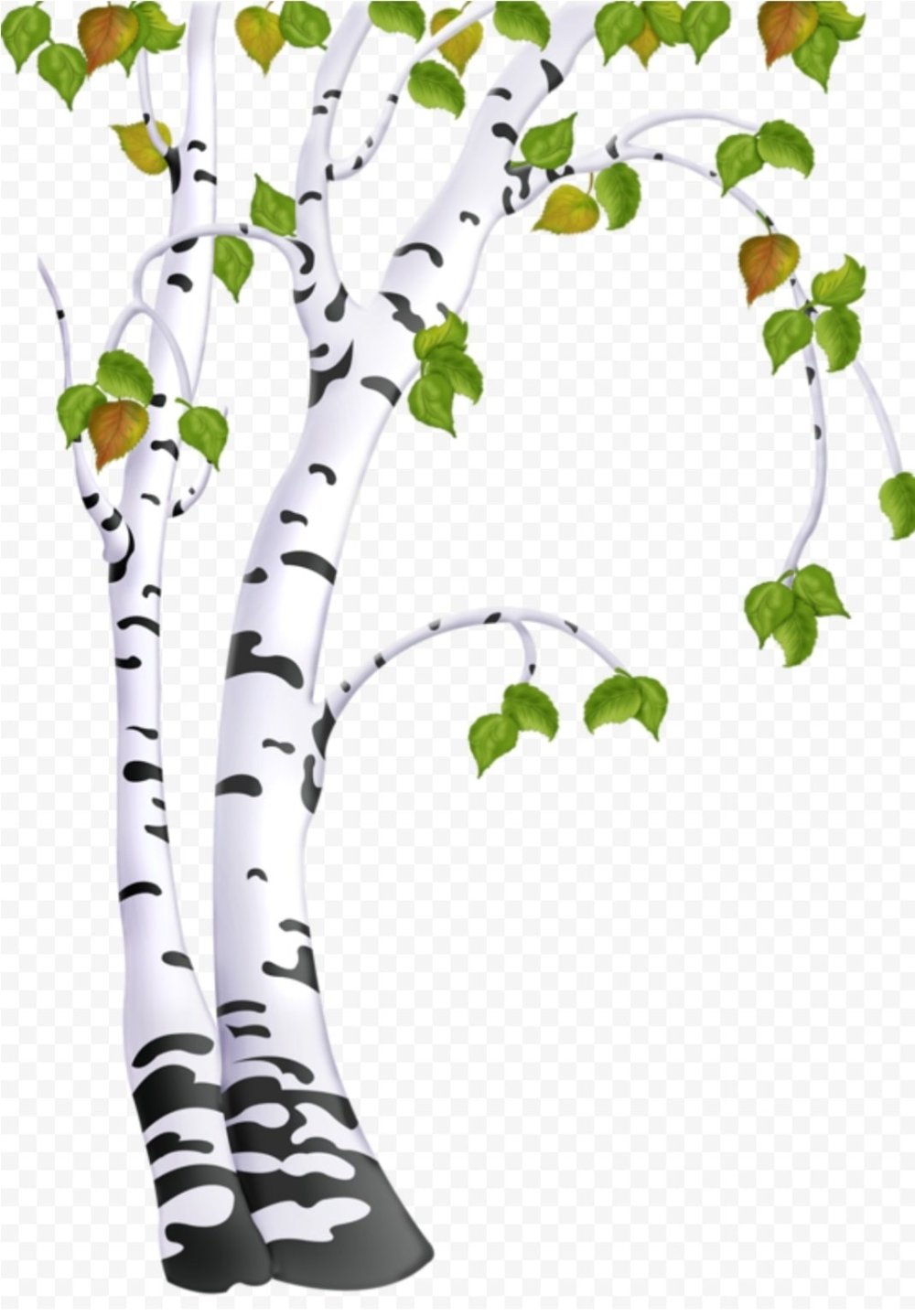 Береза на белом фоне