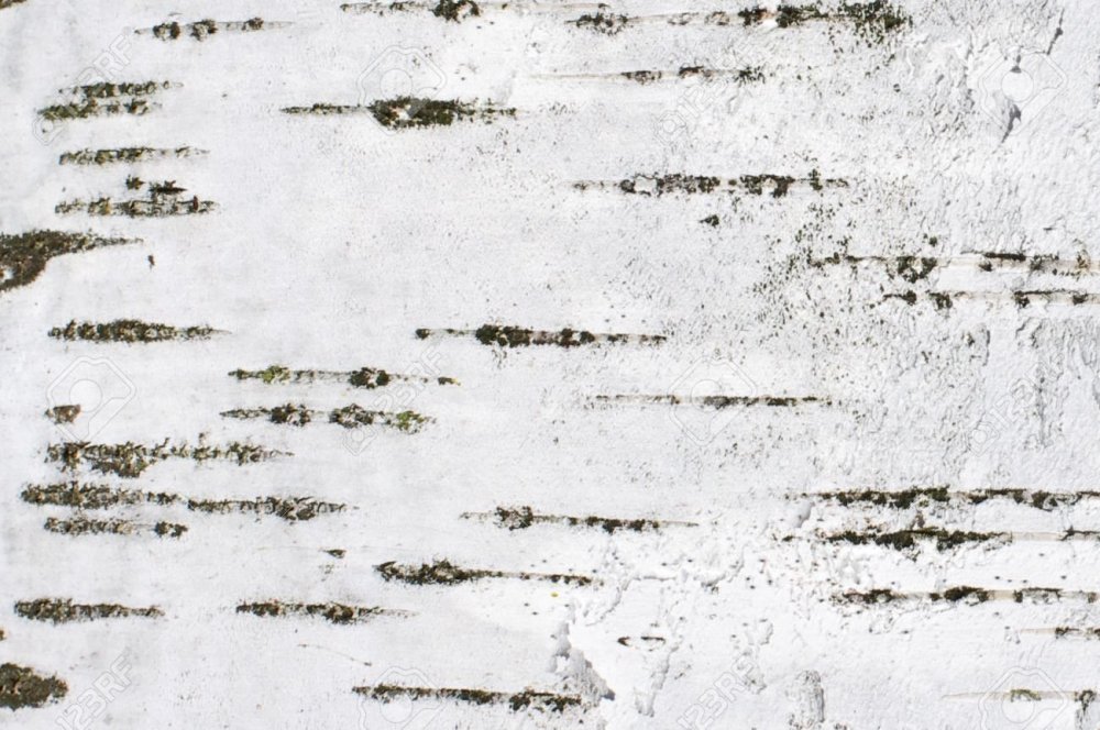 Кора березы текстура