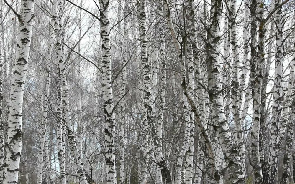 Текстура березы