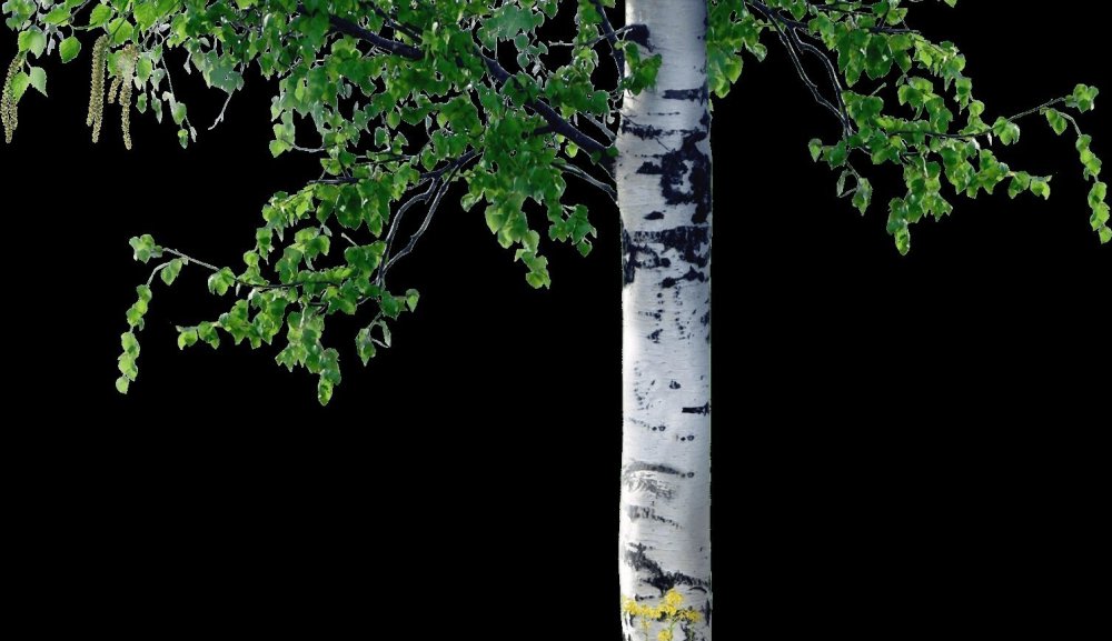 Фон Березки для презентации