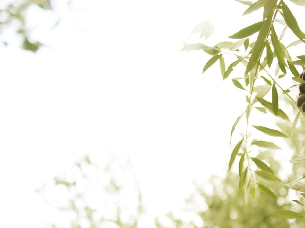 Светлый фон с зеленью