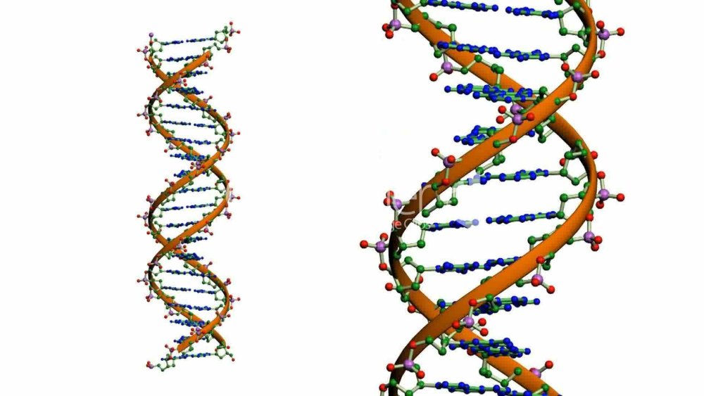 Структура молекулы ДНК, ген.