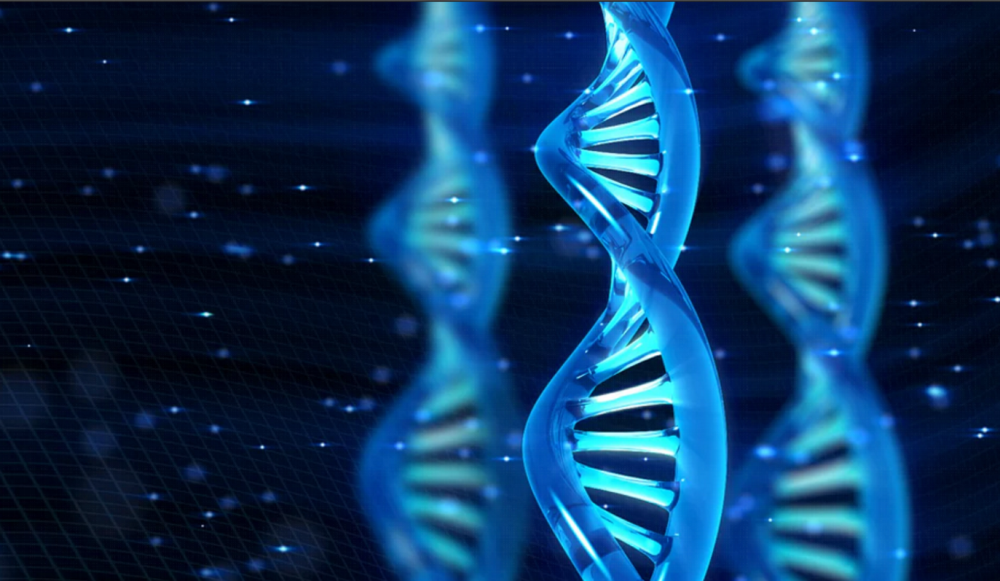 Цепочка ДНК