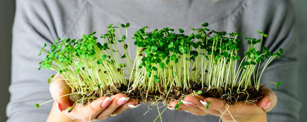 Микрозелень кориандр овощной