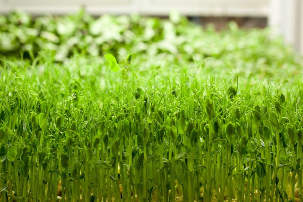 Ростки микрозелени