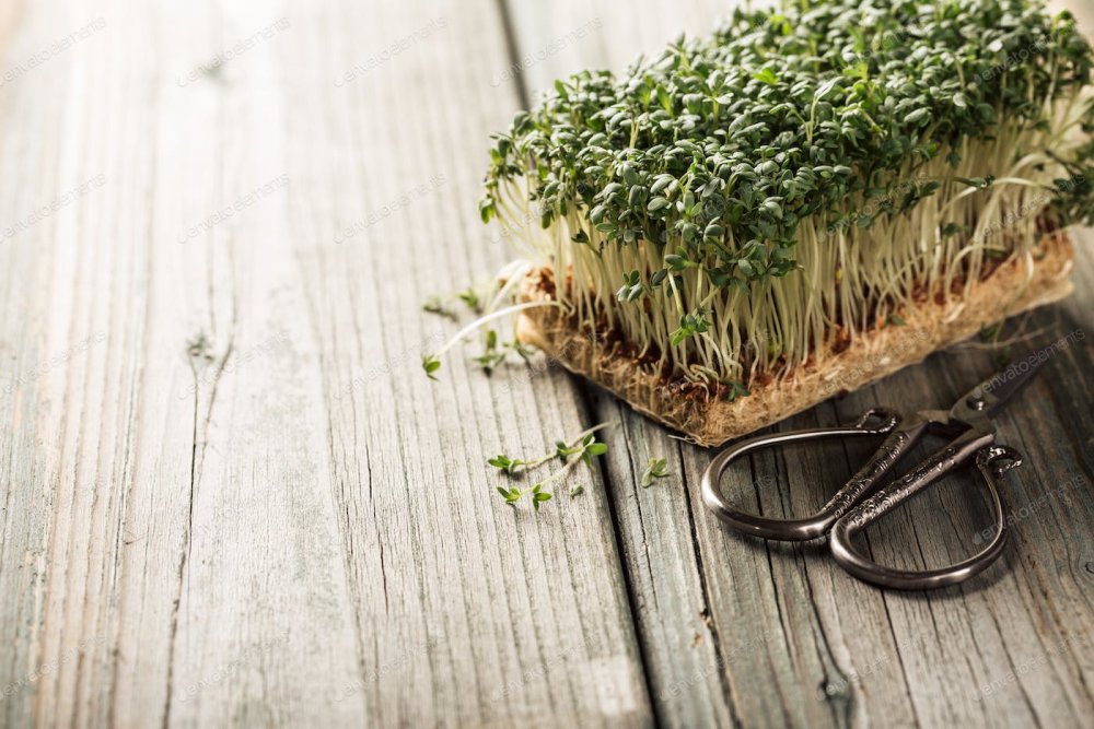 Микрозелень на джутовом коврике