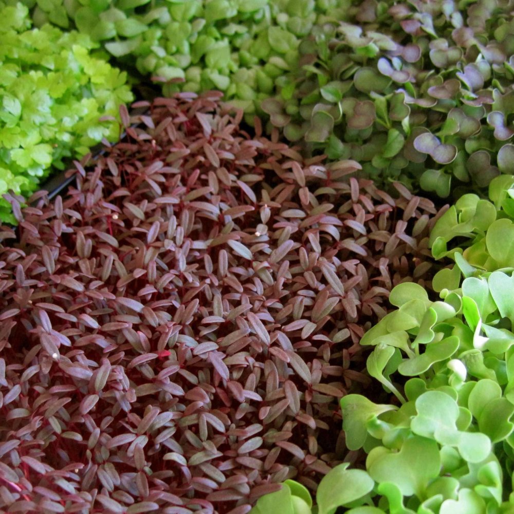 Портулак микрозелень