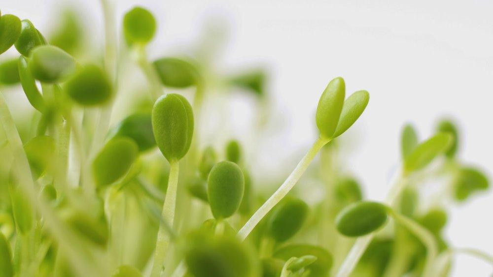 Проростки Маша макро