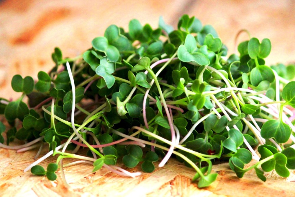 Микрозелень кольраби