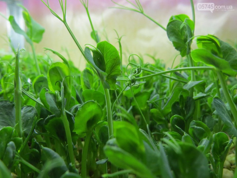 Микрозелень Клевер микс