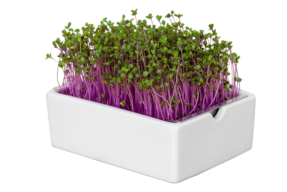 Амарант микрозелень