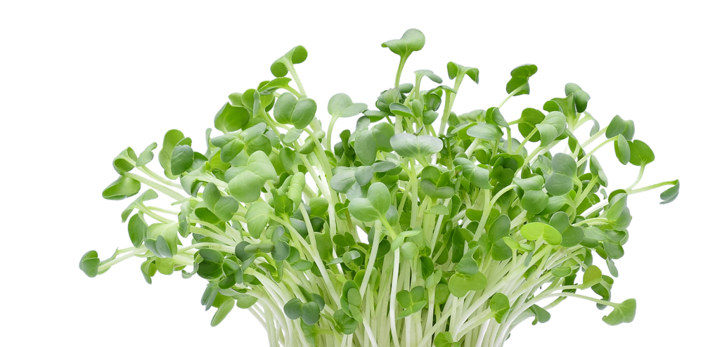Редис микрозелень фото на белом фоне