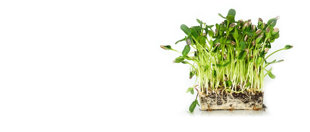 Микрозелень узколистный Люпин