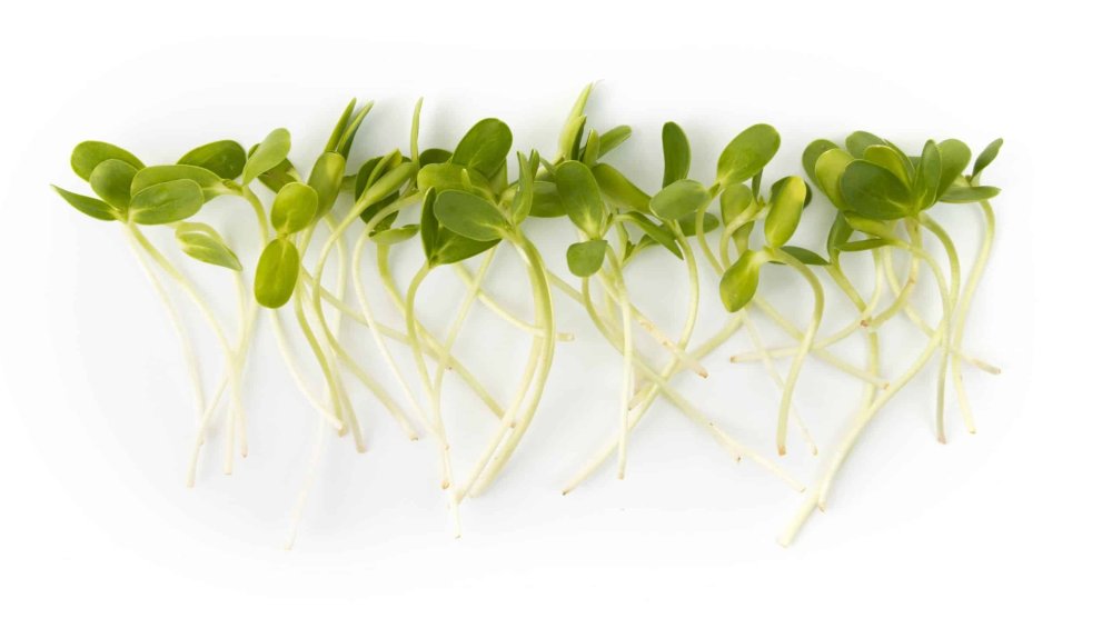 Микрозелень горчица белая на белом фоне