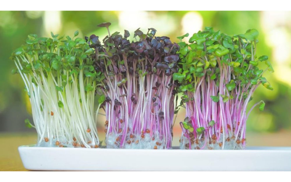 Бораго цветы микрозелень