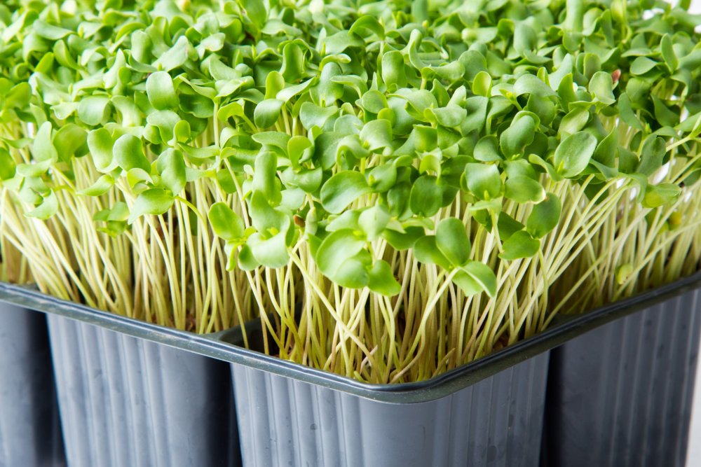 Кислица микрозелень