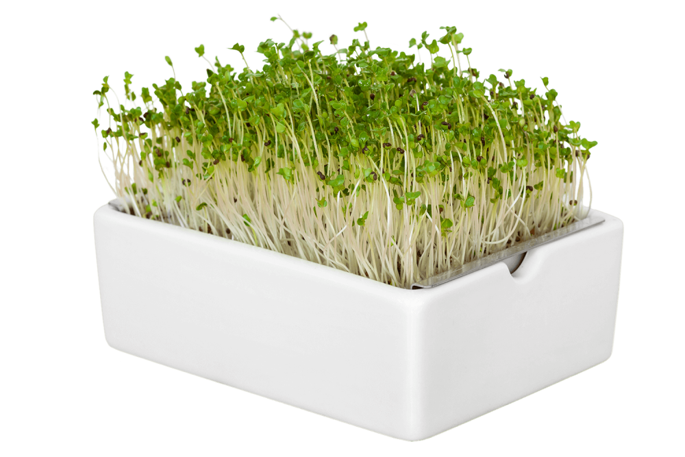 Татсой микрозелень