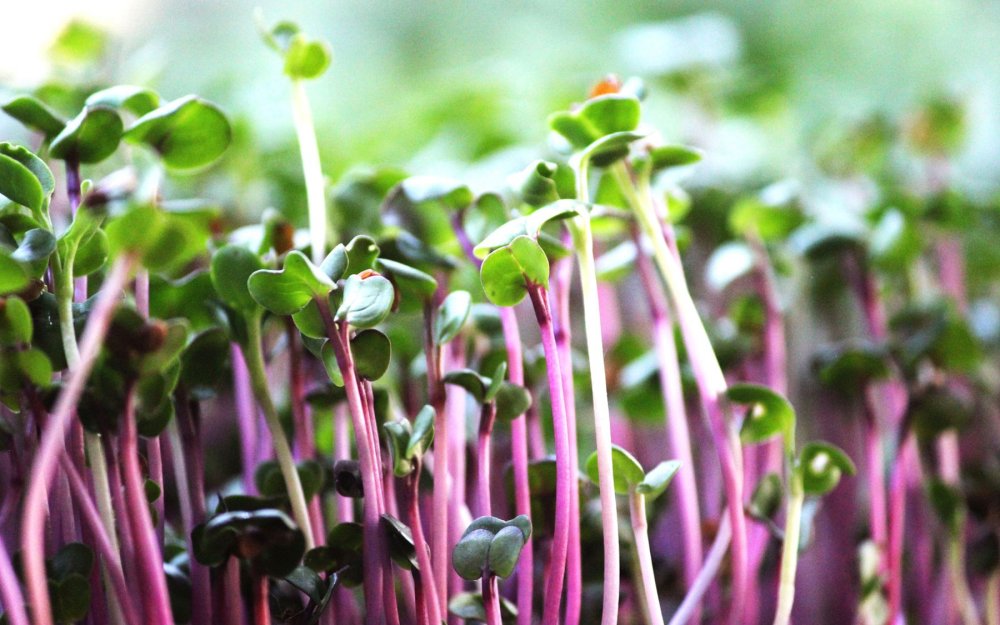 Редис Чайна Роуз микрозелень