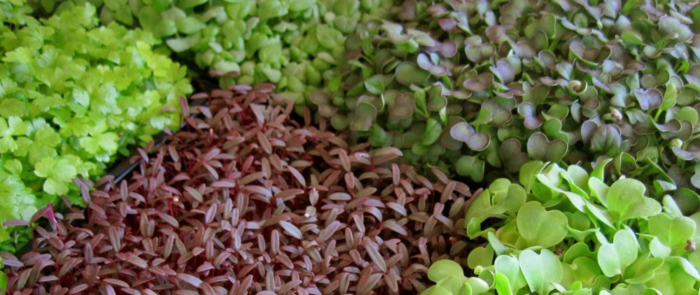 Микрозелень Кресс