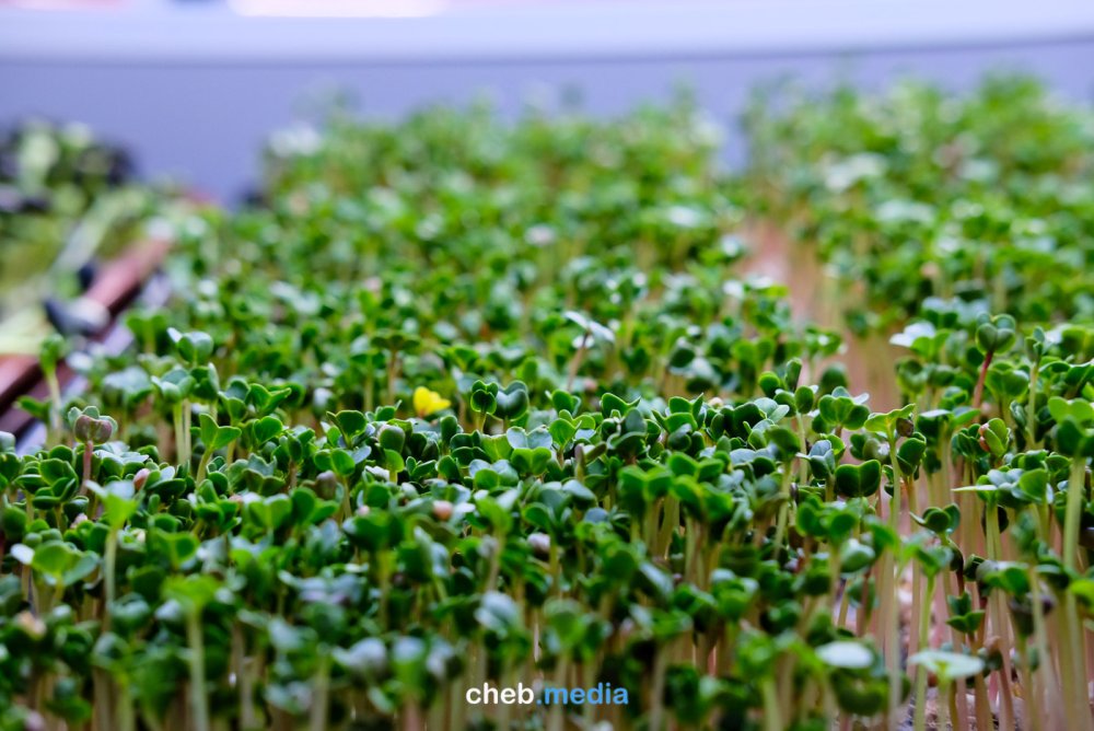 Мелисса микрозелень