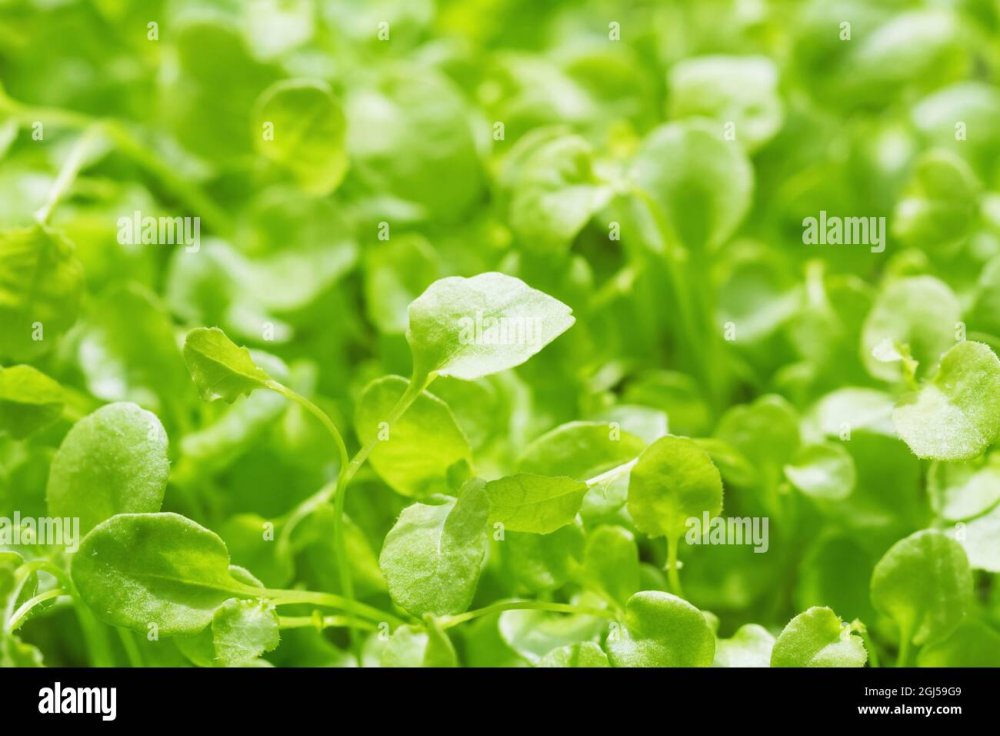 Микрозелень Green-Baby