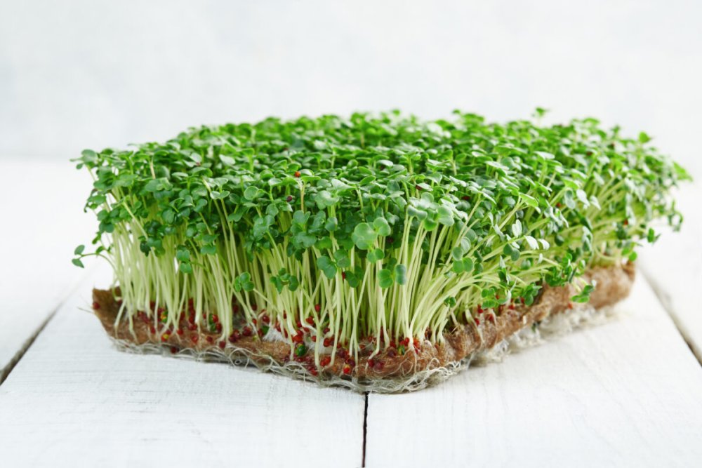 Микрозелень брокколи